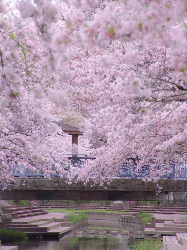 Chasing Sakura at Motoara River