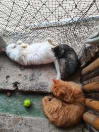 Nusa Lembongan Cat Cafe!