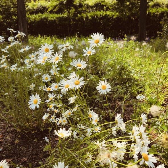 Spring Picnic Perfection 🧺🌷