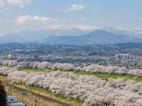 Chasing Sakura at Funaoka Castle Park
