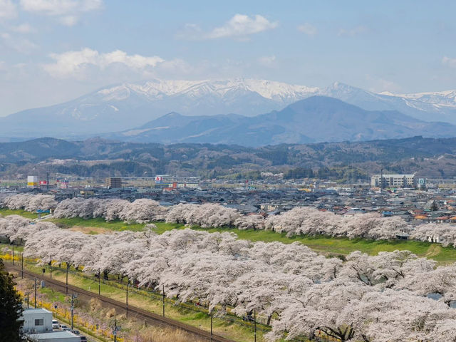 Chasing Sakura at Funaoka Castle Park