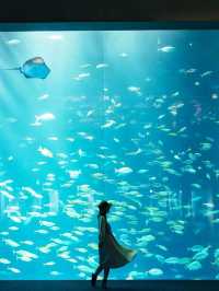 人生で出会った最高の水族館🪸私のTOP1！