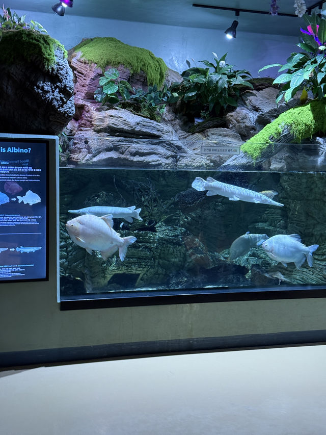 아기랑 서울 근교 여행하기 좋은 아쿠아리움🐟