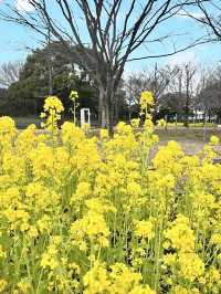Spring at Kiso Sansen Park🌷