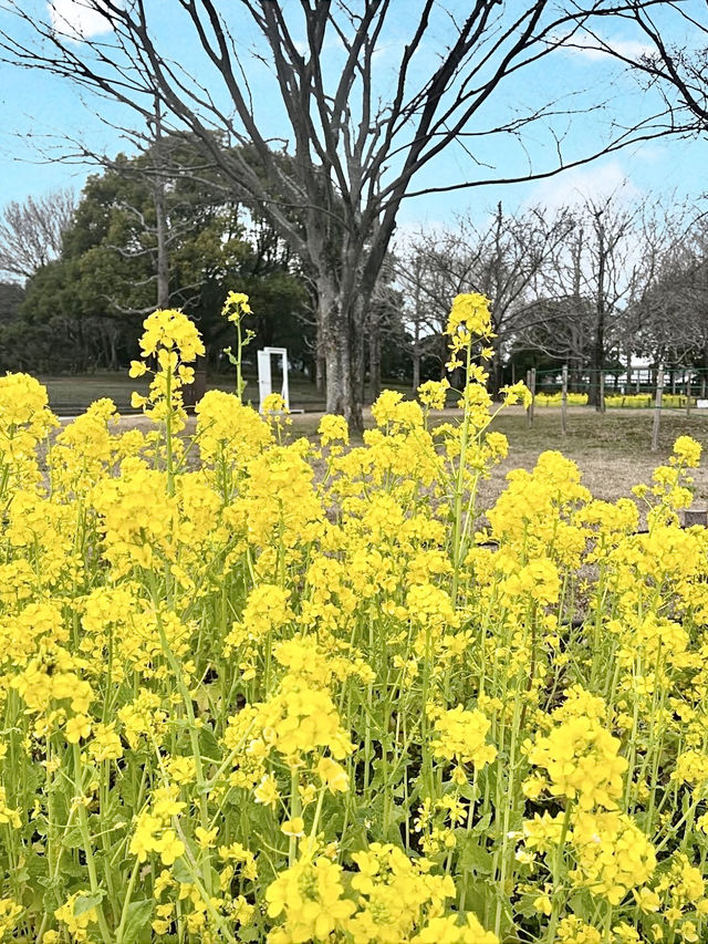 Spring at Kiso Sansen Park🌷