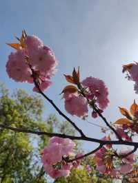A Rare Floral Wonder: Green Sakura at Xihui Park