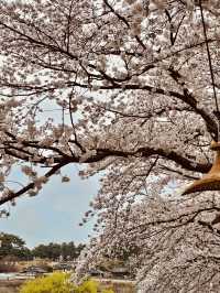 Pink Petal Promenade: Daecheongho's Extended Blossom Walk into Spring's Beauty