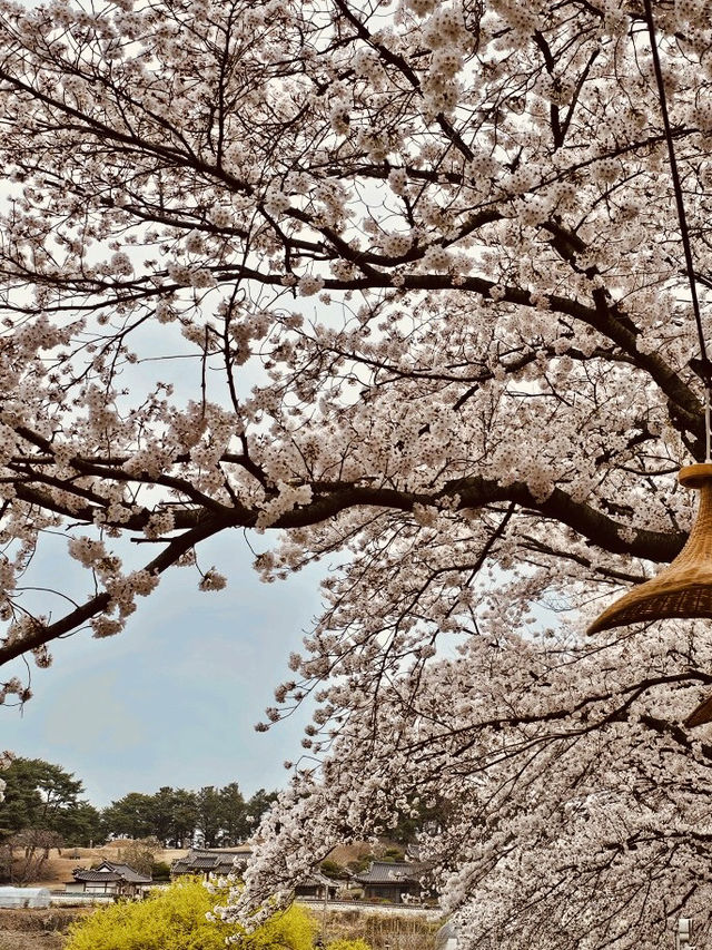 Pink Petal Promenade: Daecheongho's Extended Blossom Walk into Spring's Beauty