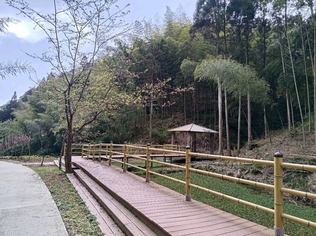 雲林古坑景點-木馬古道看竹林
