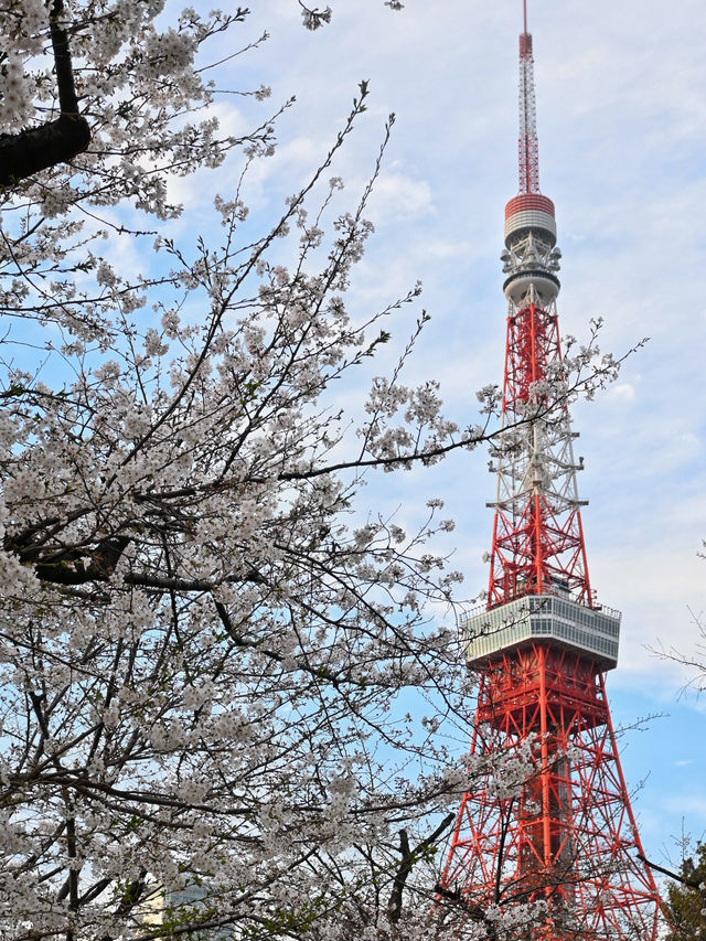 東京賞櫻攻略：中目黑、澀谷、中野、芝公園，一次蒐集所有粉嫩美景！🌸