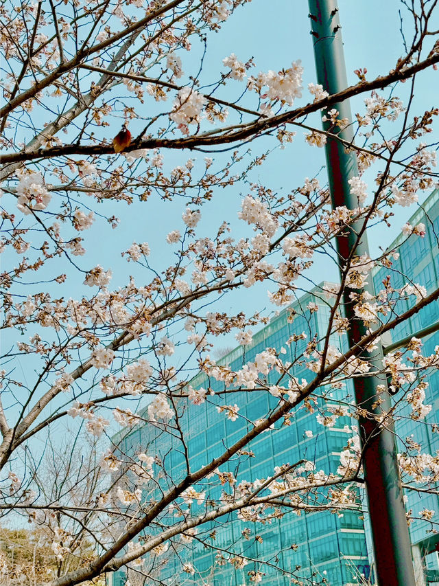 강동에 벚꽃놀이~!