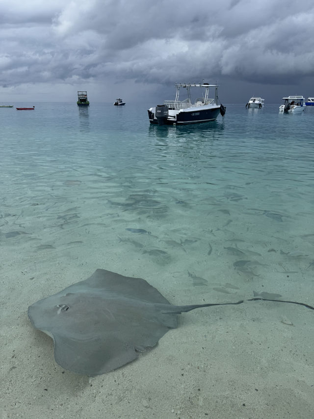 Saw Stingrays here this Spring!