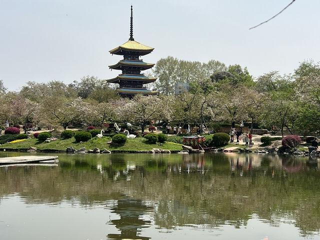 賞櫻不只有日本，武漢東湖賞櫻去🌸