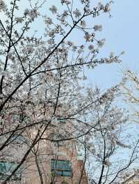 봄을 즐겨보세요~!