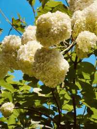 Maeheon's Sprin: A Green Sanctuary in the City 