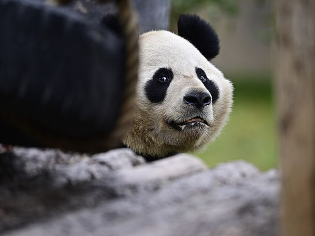 上海絶対に行くべきスポット上海野生動物園
