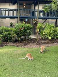 🇦🇺Hamilton Island✨澳洲人的後花園✨