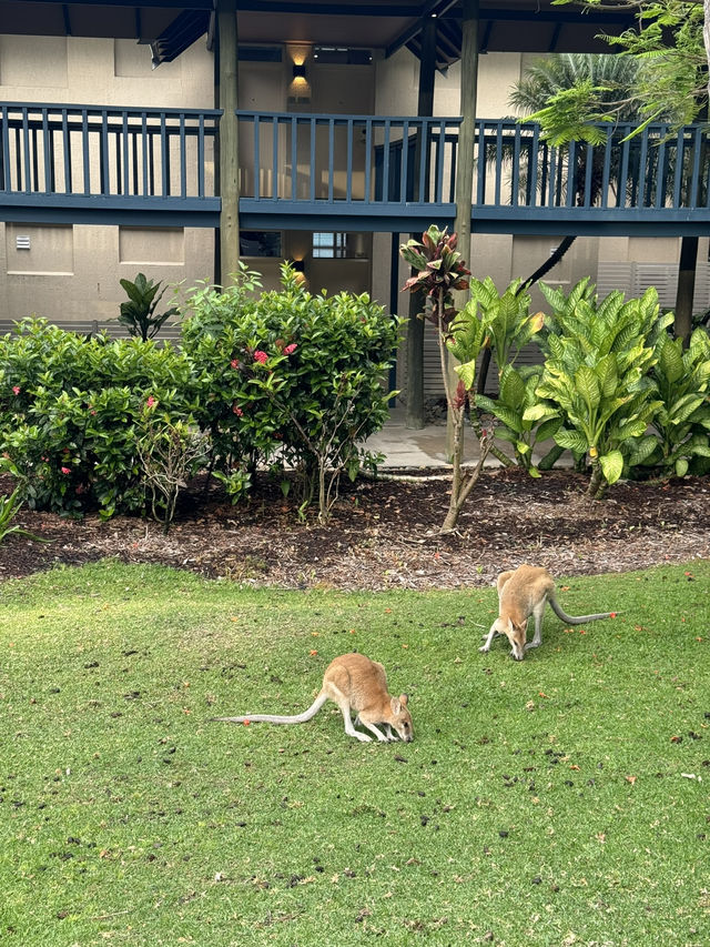 🇦🇺Hamilton Island✨澳洲人的後花園✨