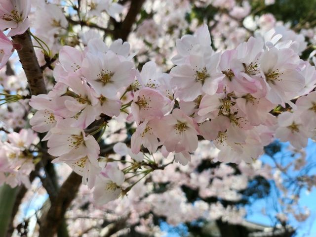 🌸【宇治・平等院｜極樂淨土的櫻色幻境】🏯  