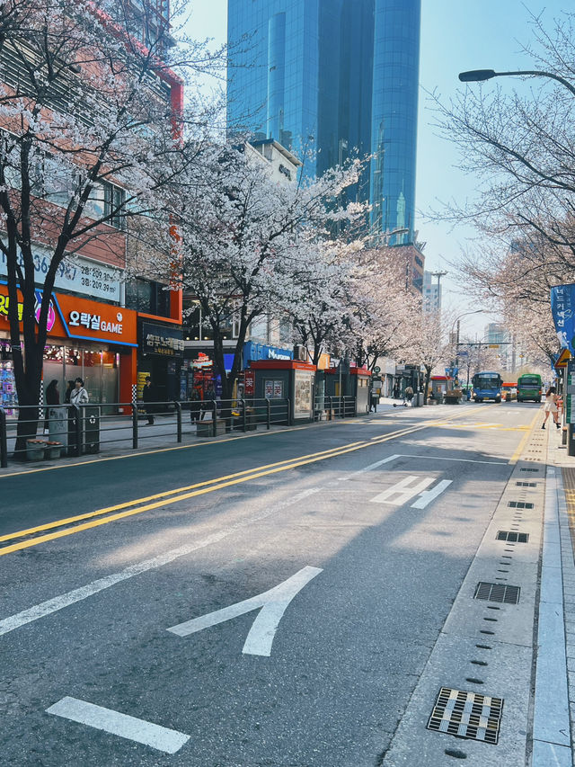 April Blooming in Seoul and in Soul🌸🌸