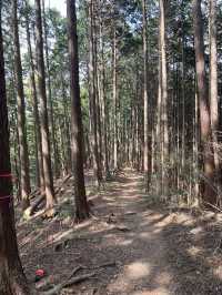 【陣馬山】日帰り登山にオススメな陣馬山⛰️