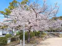 大阪近郊賞櫻，親子最愛的五月山公園