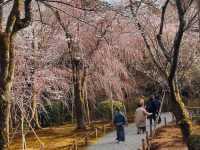 京都龍安寺，櫻花與禪風枯山水結合的美妙庭園