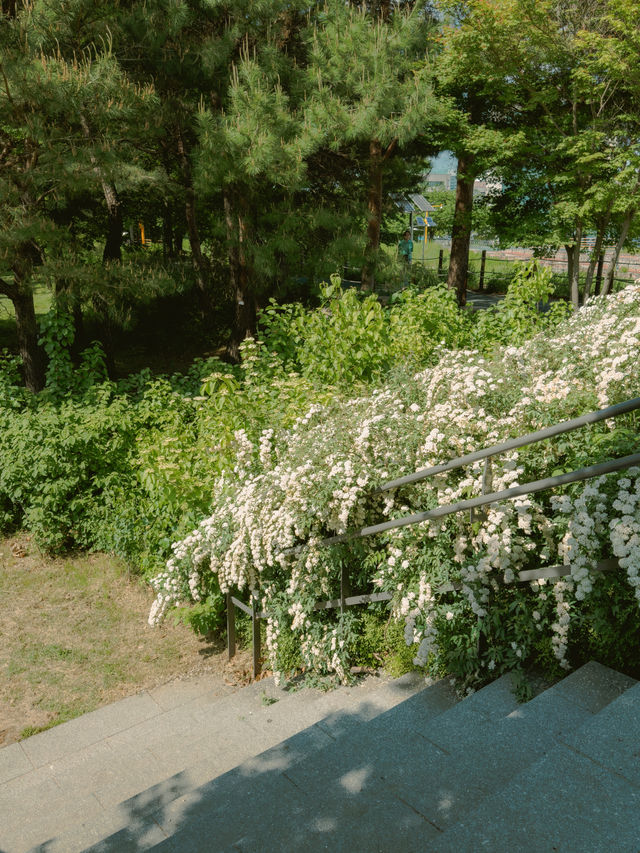 나무 사이 햇살 쏟아지는 숲속 산책길 🌳☀️