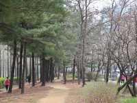川沿いに続く桜のトンネル！安養川の桜並木🌸🚶‍♂️