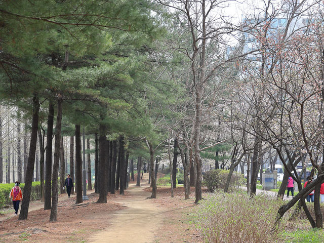 川沿いに続く桜のトンネル！安養川の桜並木🌸🚶‍♂️