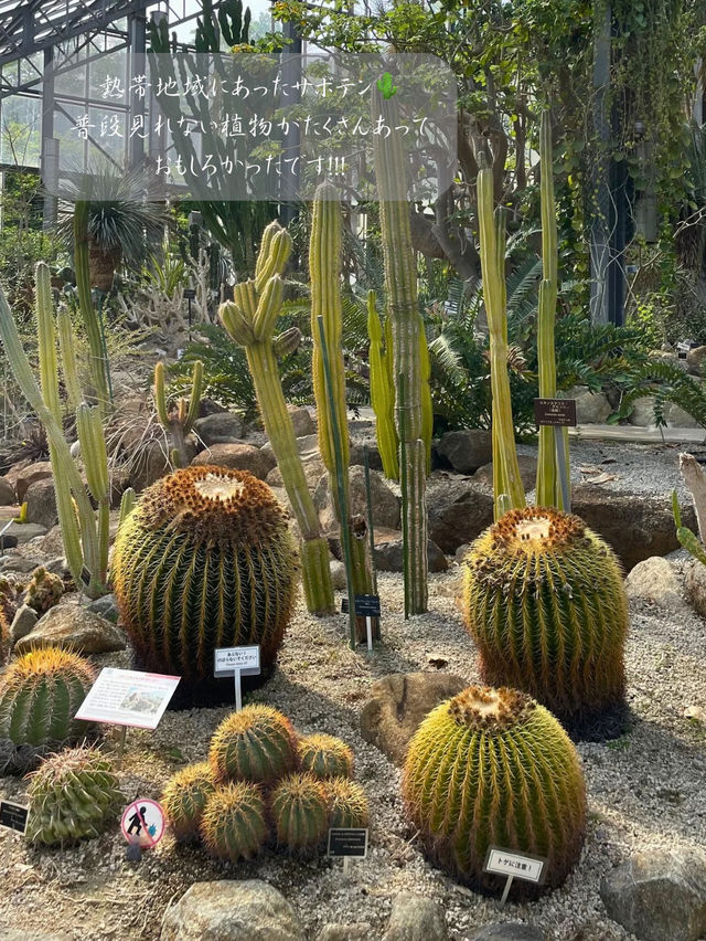 無料で入園できる日がある！？つくば植物園🌱
