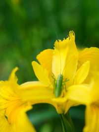 【埼玉】広大な敷地に、四季折々の花が咲き乱れる公園