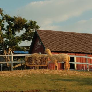 Farm 