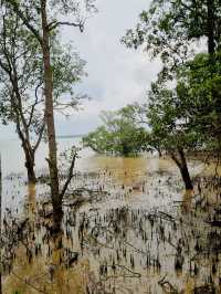 Taman Tanjung Ketapang: Where Mangrove Boardwalks & Monkey Drama Collide🌿🐒