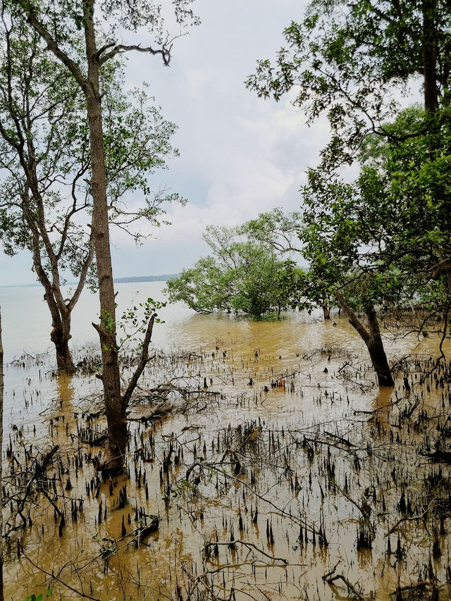 Taman Tanjung Ketapang: Where Mangrove Boardwalks & Monkey Drama Collide🌿🐒
