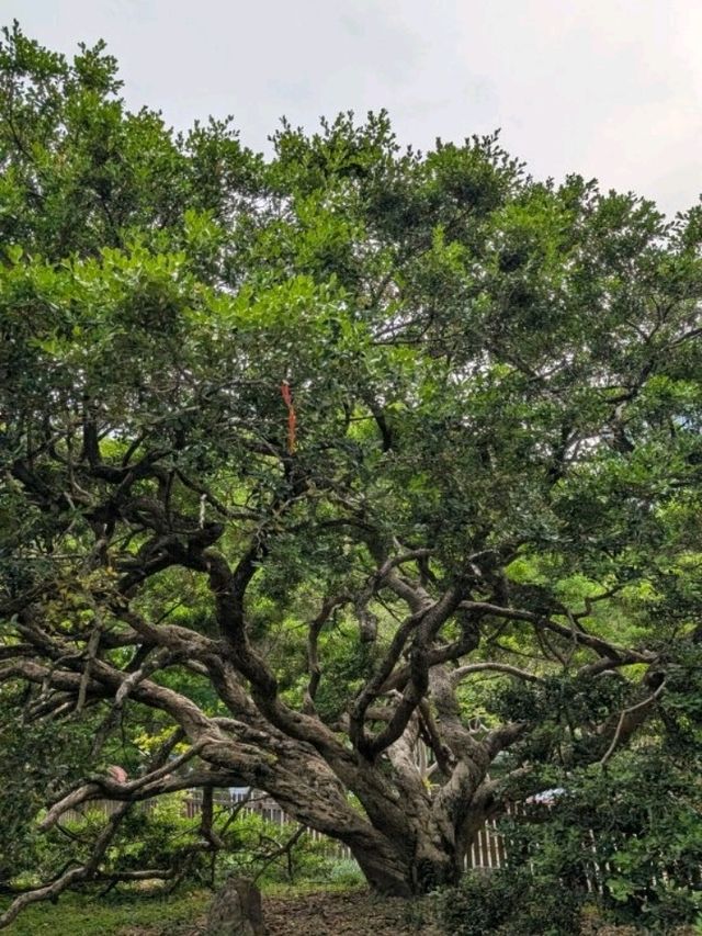 A Dream Among Orchids: A Stroll Through Shanghai Botanical Garden