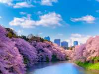 Chidorigafuchi: Tokyo's Most Enchanting Cherry Blossom Escape