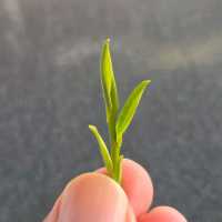 ไร่ชาหลงจิ้ง หางโจว 龙井村 / Longjing
