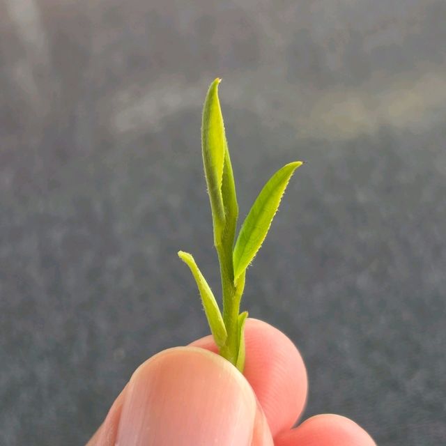 ไร่ชาหลงจิ้ง หางโจว 龙井村 / Longjing