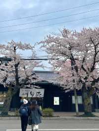 Hakodate’s Cherry Blossom Magic: Where Spring Blooms Bright