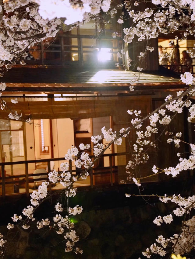 Kyoto’s Spring: A World of Cherry Blossoms 🌸🌞
