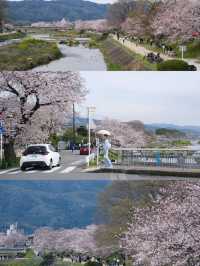 I Thought the Cherry Blossoms Along Kyoto’s Kamo River Were Beautiful… Until I Went Further 🌸