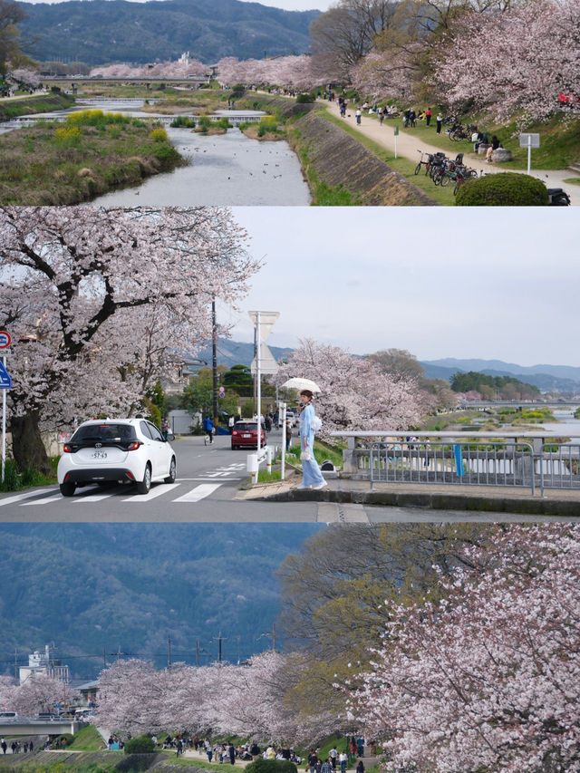 I Thought the Cherry Blossoms Along Kyoto’s Kamo River Were Beautiful… Until I Went Further 🌸