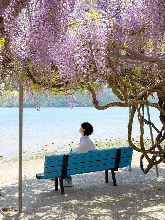 남해 여행 등나무 꽃 명소 냉천어촌체험장💟