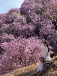 千本の垂れ桜 奈良に咲く最後の桜