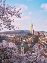 Bern, Switzerland｜Blossoms on the Hills, Yoshino in Full Bloom