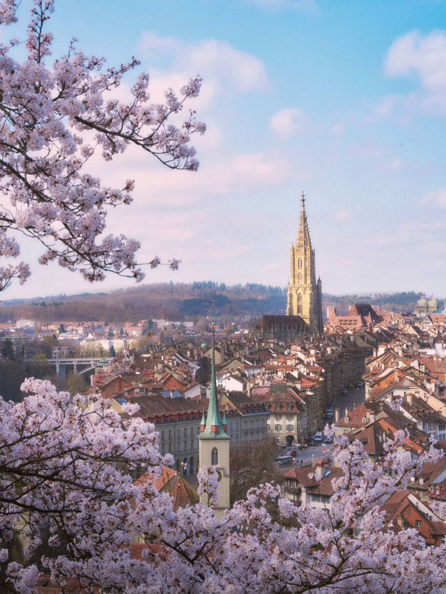 Bern, Switzerland｜Blossoms on the Hills, Yoshino in Full Bloom