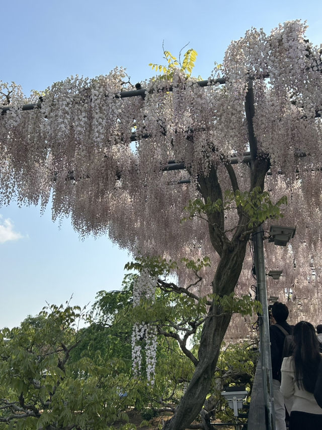 【足利】満開の藤の花を楽しもう