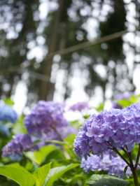 【茨城】これだけ多種多様の紫陽花を見たのは初めて！！