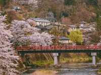 Takayama Hida Furukawa Cherry Blossoms-A Timeless Edo-Period Sakura Escape
